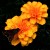 Moth on orange flowers. Moth on orange flowers.