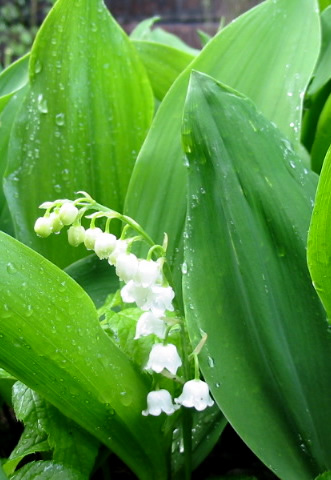 Lily of the Valley - a wonderfully scented ground cover for a shady corner.