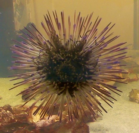 Same Urchin, Couple of Months Later