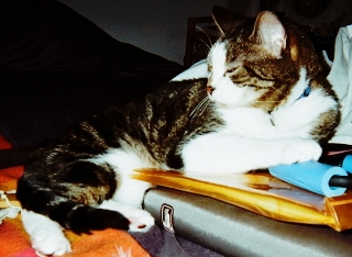 Sleepy Shadow