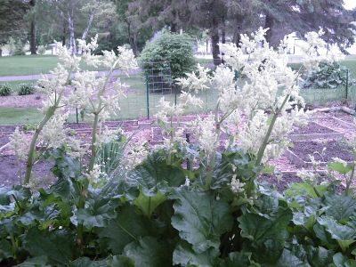 White Rhubarb Blossoms - My Rhubarb Patch