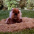 The Gopher (The Gopher) - The Gopher (The Gopher) -