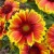 Gaillardia Arizona Sun Gaillardia Arizona Sun