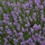 Lavender Lavender