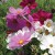 Cosmos Cosmos