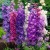 Delphinium Magic Fountain Mix Delphinium Magic Fountain Mix