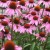 Echinacea Echinacea