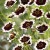 Coreopsis "jive" Coreopsis "jive"