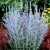 Little Spire Russian Sage Little Spire Russian Sage
