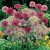 Allium Allium