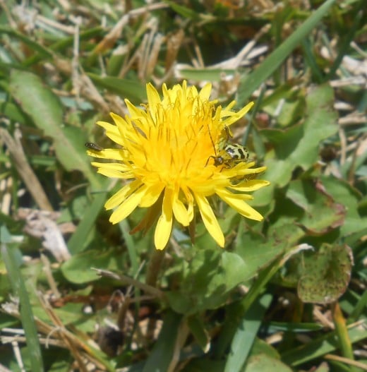 Dreaded garden weed, dandelions, are great subjects for photos