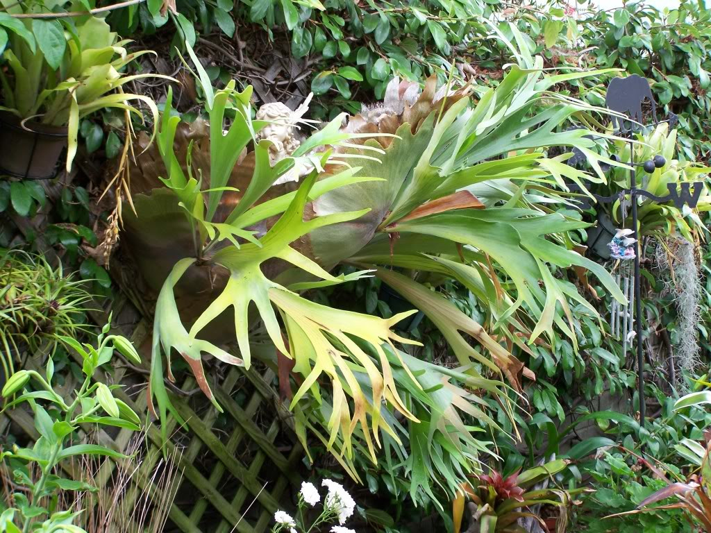 Staghorn Fern Sensation