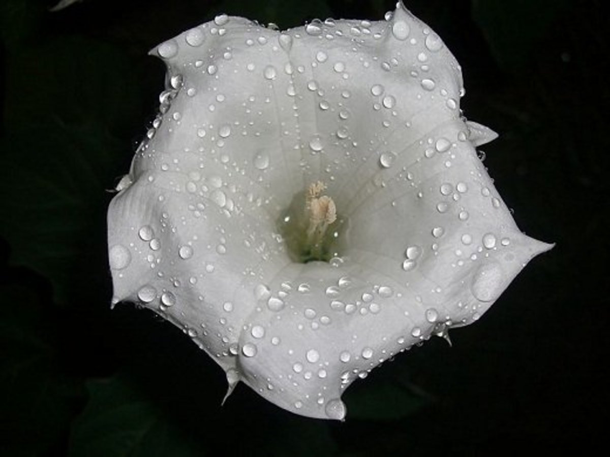 Datura innoxia - also known as a moonflower