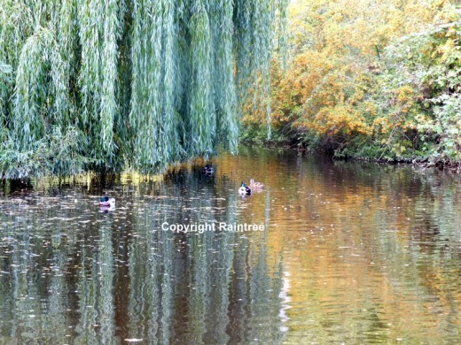 Finding beauty and peace in nature