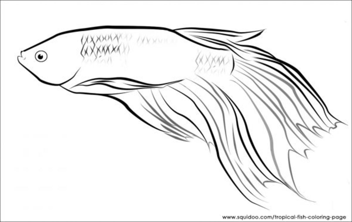 Tropical Fish Coloring Page | HubPages