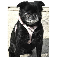 Golly (Brussels Griffon) in the Spiked Harness