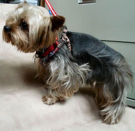 Jack (Yorkshire Terrier) in the Plaid Step-in Harness