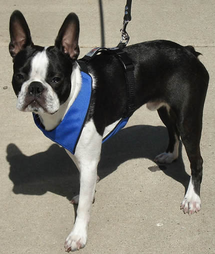 Booker (Boston Terrier) in the Vest Harness