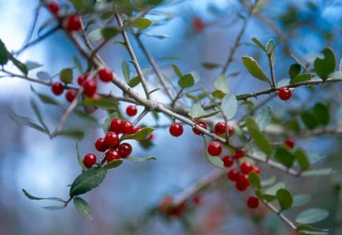 Native yaupon holly is another good native berry that adds color to a wreath. 