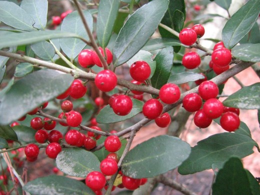 The colorful red berries of native holly brighten the winter landscape.