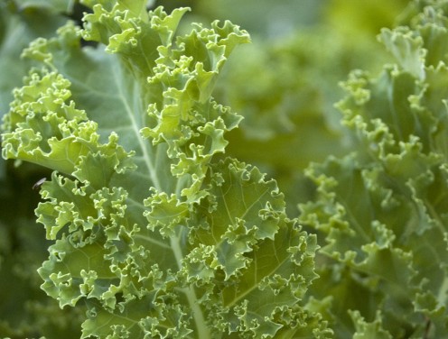 Farm fresh kale