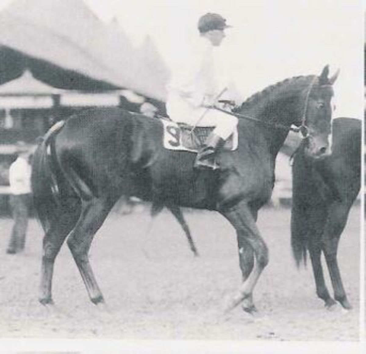 Pimanlk, 1915 Kentucky Derby galibi