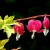 Bleeding Hearts Bleeding Hearts