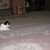 OK ball...I'll give you a head start. OK ball...I'll give you a head start.