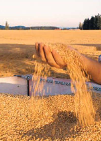 Wheat in one hand