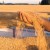 Wheat in one hand Wheat in one hand