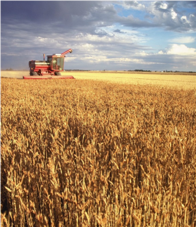 Harvesting crops - to Feed human Folk this time.