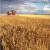 Harvesting crops - to Feed human Folk this time. Harvesting crops - to Feed human Folk this time.