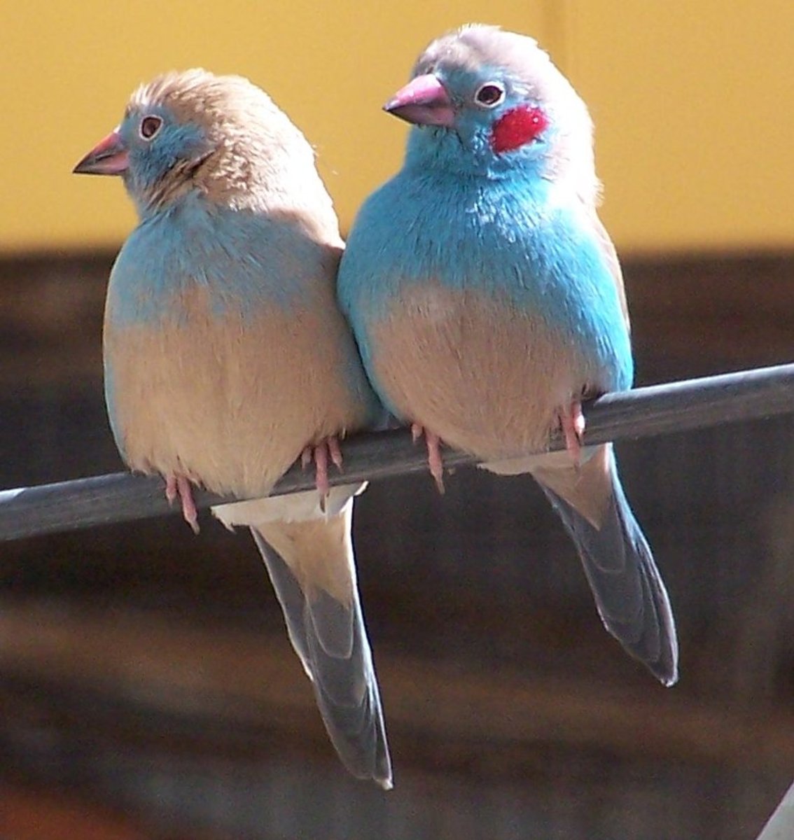 Cordon Blue Finches