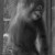 Orangutan photo taken a Toronto Zoo - Canada. Orangutan photo taken a Toronto Zoo - Canada.