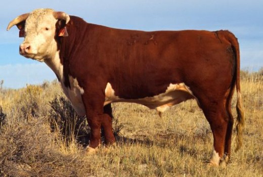 "Hereford bull large" on en.wikipedia - US Department of Agriculture. Licensed under Public domain via Wikimedia Commons