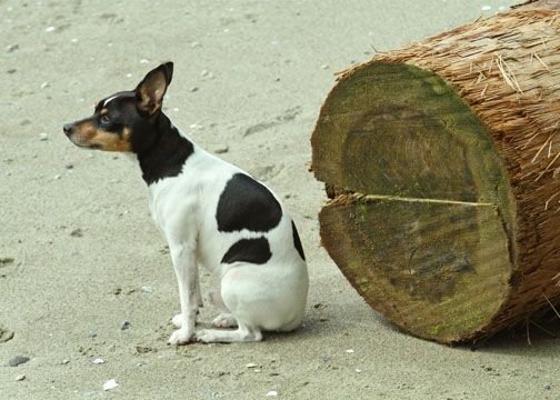 little-dog-and-tree