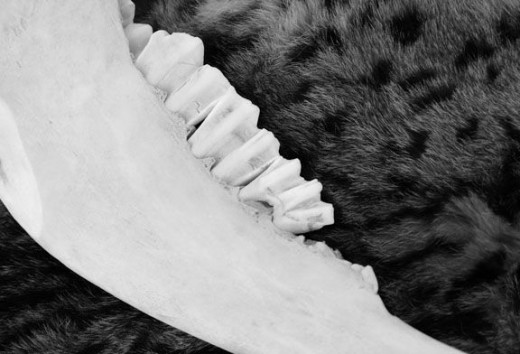 Bones On Animal Fur