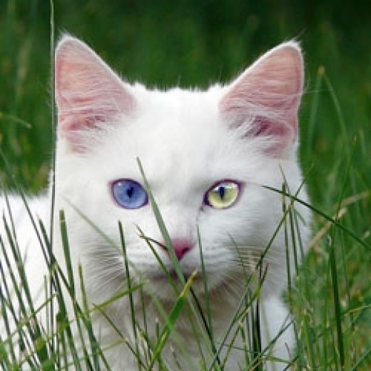 Unusual and Unique Names for White Cats | PetHelpful