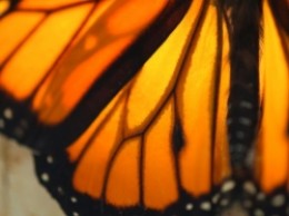 Butterfly Home DÃ©cor Ideas