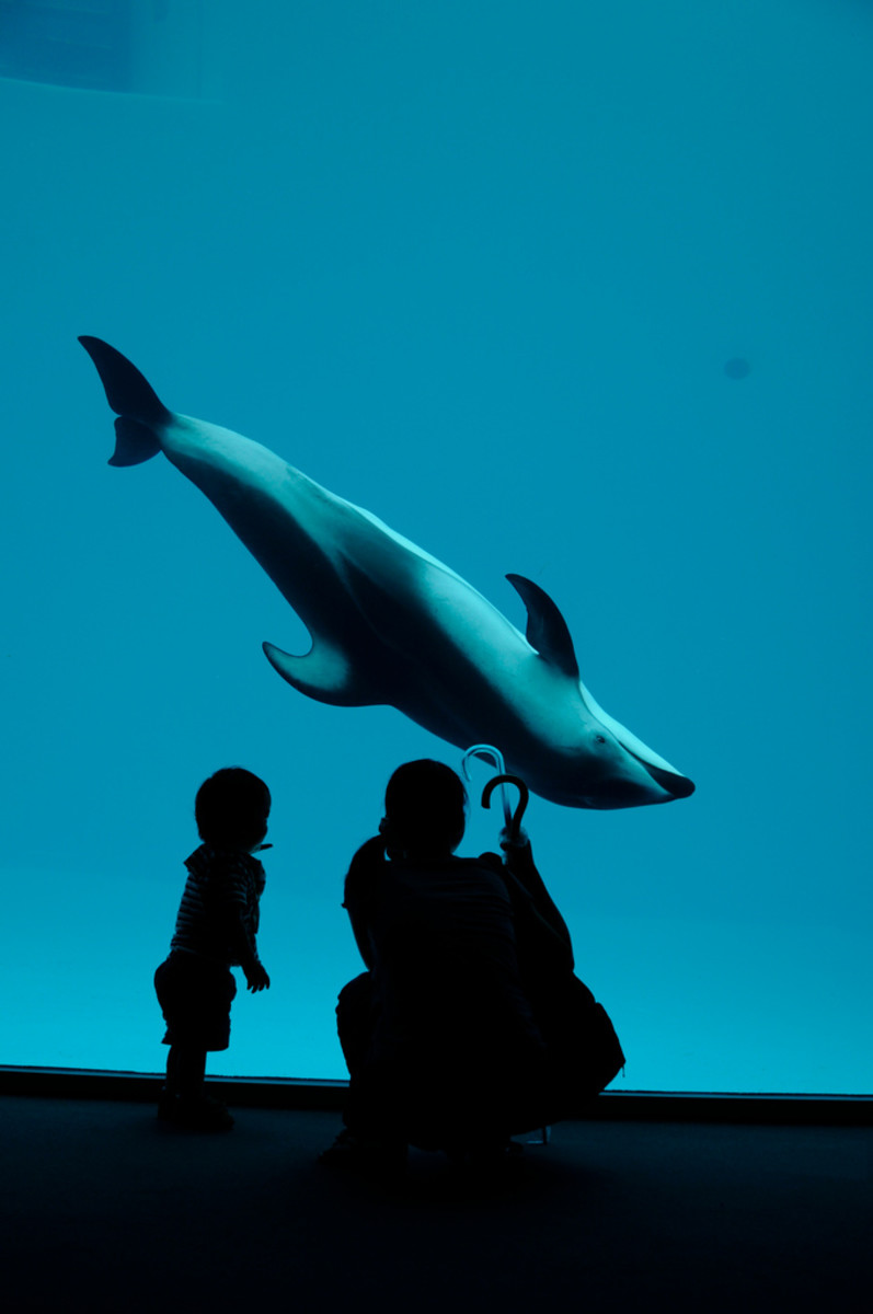 Are Dolphins Really Smart? The Book You Need to Read