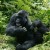 Gorillas - most famous of all the Rwandan wildlife Gorillas - most famous of all the Rwandan wildlife