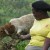 A lady & her sheep A lady & her sheep