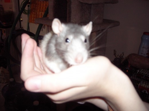 My Beloved Pet Rat Blue, Passed Away Last Year.