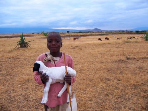 Beautiful local girl with her baby sheep.