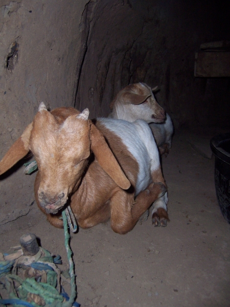 Goats are kept inside with the family at night to prevent them getting eaten by larger animals.