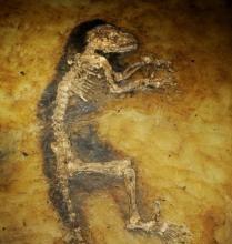 95 percent intact fossil of Darwinius Masillae nicknamed Ida