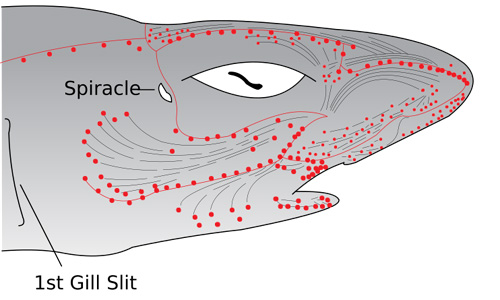 Electroreceptors in Shark's head. Image courtesy of Chris Huh