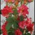 Momma's roses on her walkway trellis. Climbing Josephs Coat Momma's roses on her walkway trellis. Climbing Josephs Coat