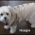 Momma's little boy 'Hoagie' Momma's little boy 'Hoagie'