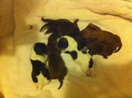 Here is the newest additions to our dachshund family......